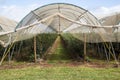 Shade cloth Blue Berry Farm Royalty Free Stock Photo